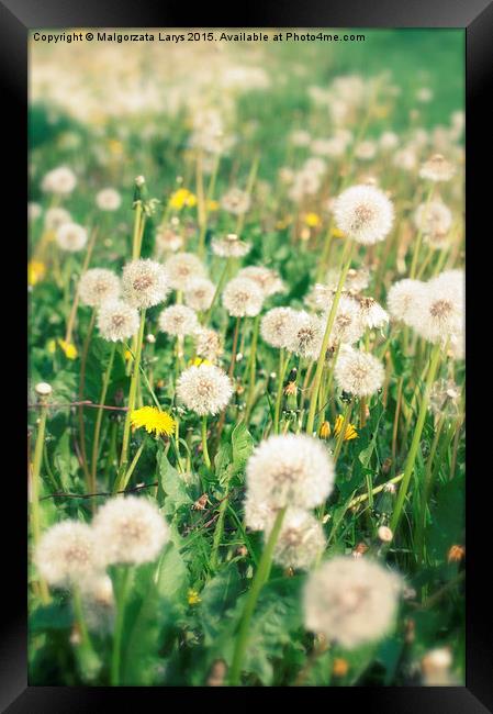Beautiful dreamy dandelions background Framed Print by Malgorzata Larys