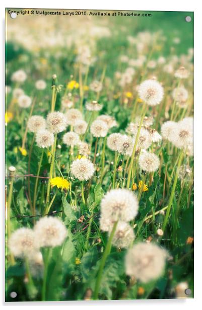 Beautiful dreamy dandelions background Acrylic by Malgorzata Larys