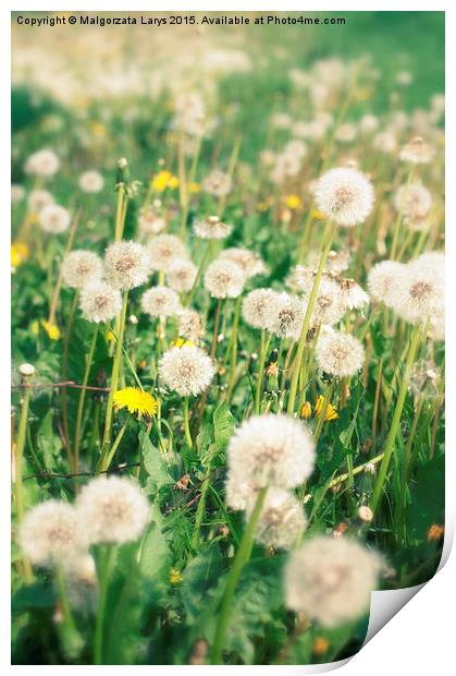 Beautiful dreamy dandelions background Print by Malgorzata Larys
