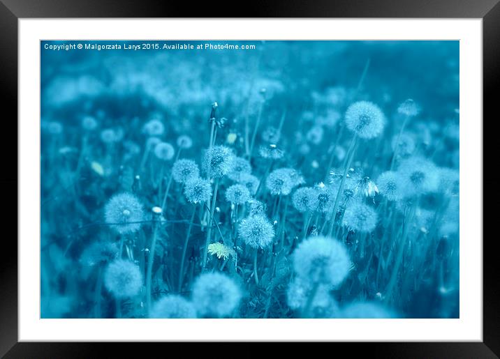 Beautiful dreamy dandelions in blue Framed Mounted Print by Malgorzata Larys