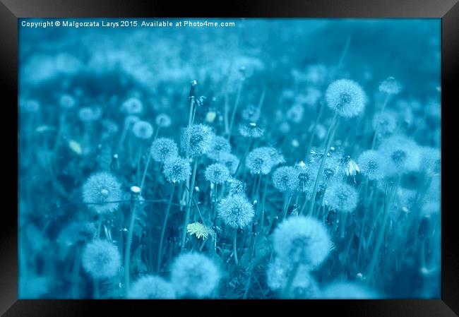 Beautiful dreamy dandelions in blue Framed Print by Malgorzata Larys