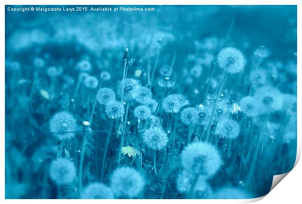 Beautiful dreamy dandelions in blue Print by Malgorzata Larys
