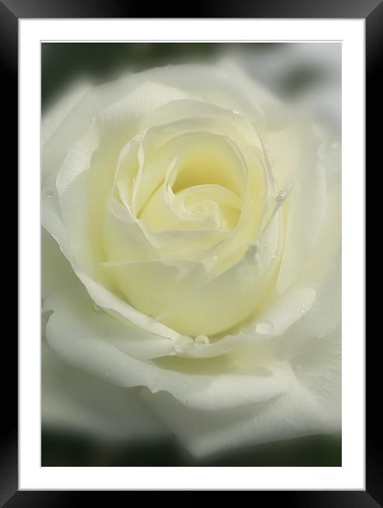 Soft Rose Framed Mounted Print by Brian Roscorla