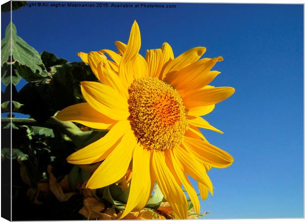  Sunflower in blue sky, Canvas Print by Ali asghar Mazinanian