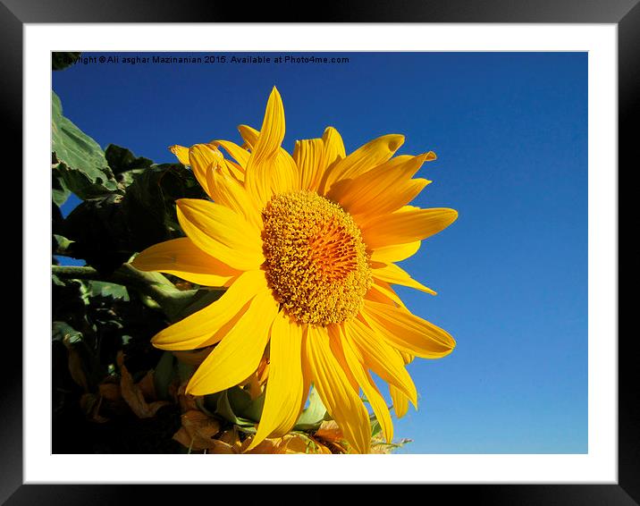  Sunflower in blue sky, Framed Mounted Print by Ali asghar Mazinanian