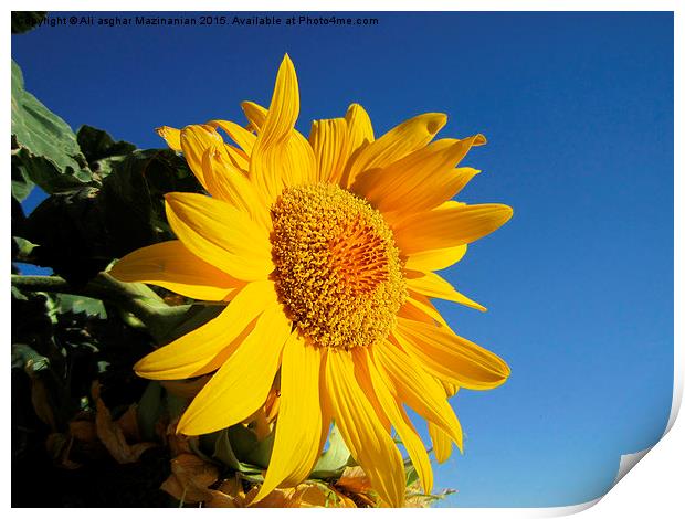  Sunflower in blue sky, Print by Ali asghar Mazinanian