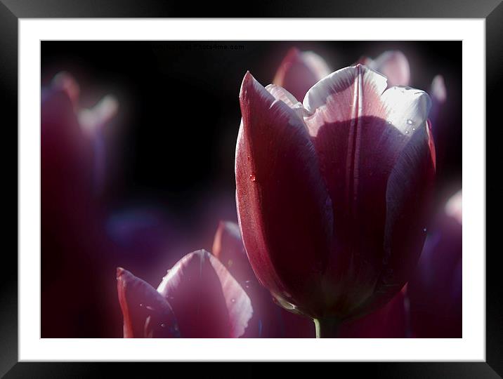  tulip Framed Mounted Print by Doug McRae