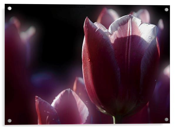  tulip Acrylic by Doug McRae