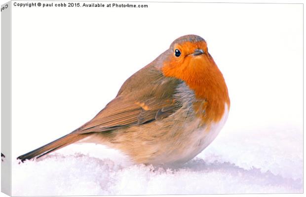  Winter robin Canvas Print by paul cobb