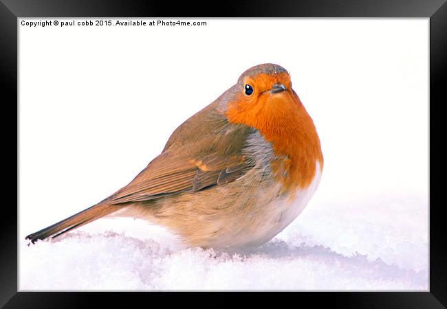  Winter robin Framed Print by paul cobb