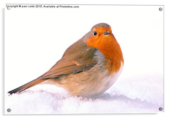  Winter robin Acrylic by paul cobb