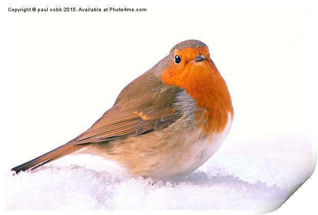  Winter robin Print by paul cobb