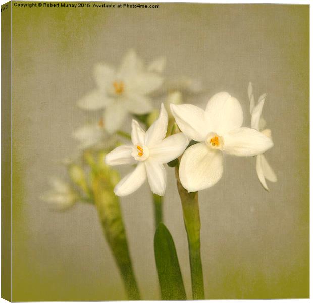  Paperwhites Canvas Print by Robert Murray