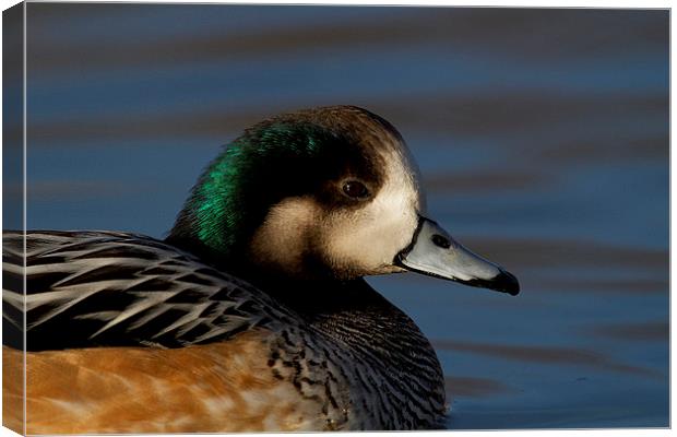  Chiloe Wigeon Canvas Print by Chris Griffin