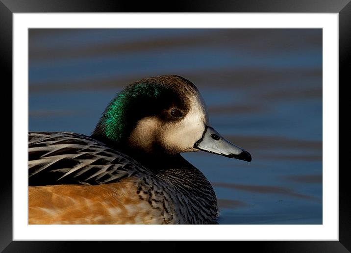  Chiloe Wigeon Framed Mounted Print by Chris Griffin