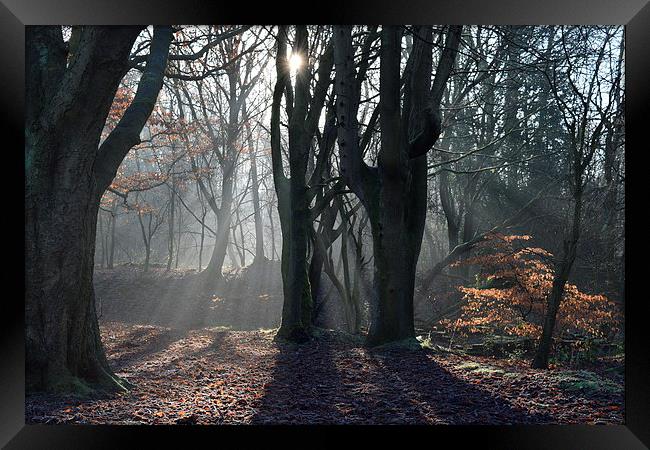  Winter Morning Woods Framed Print by Chris Oldman