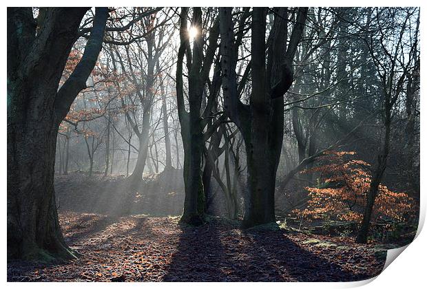  Winter Morning Woods Print by Chris Oldman
