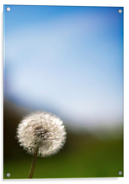  Dandelion Acrylic by Louise Wilden