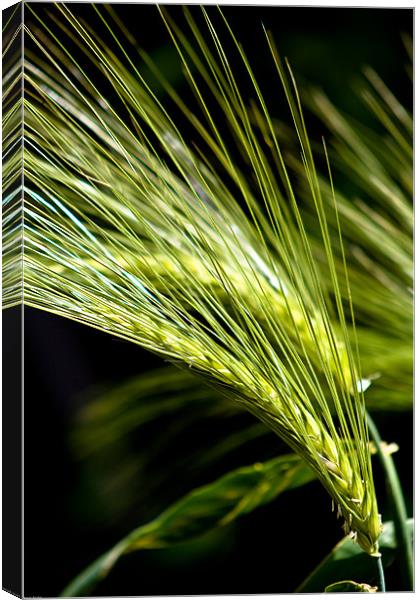 Wheat Canvas Print by Kevin Baxter