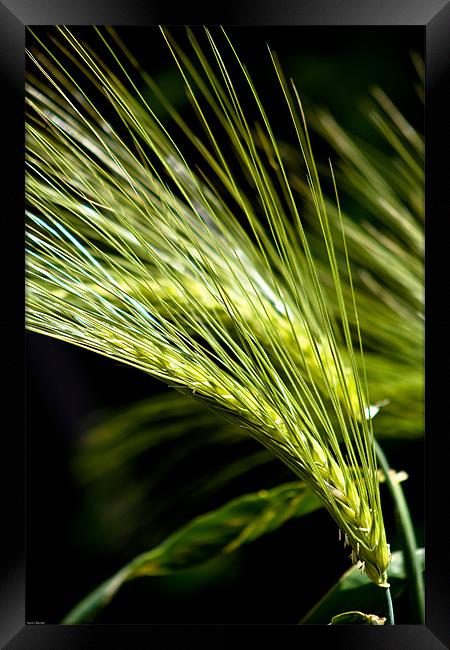Wheat Framed Print by Kevin Baxter