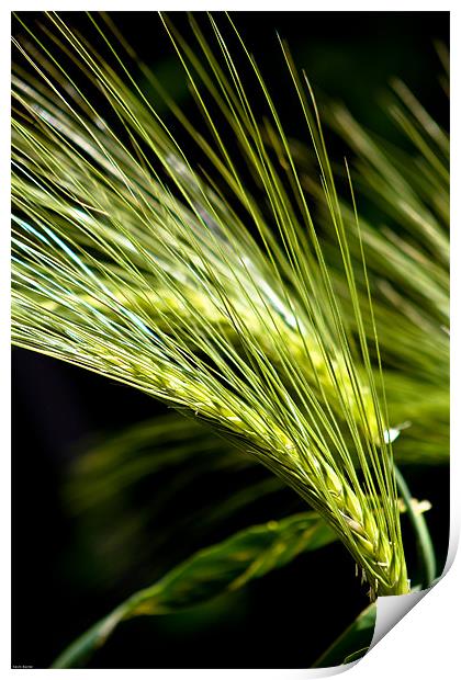 Wheat Print by Kevin Baxter