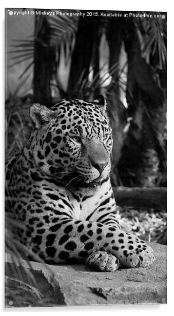  Jaguar Mono  Acrylic by rawshutterbug 