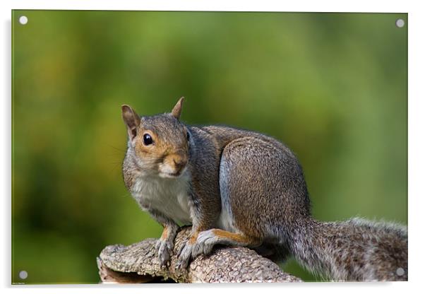 Squirrel Acrylic by Kevin Baxter