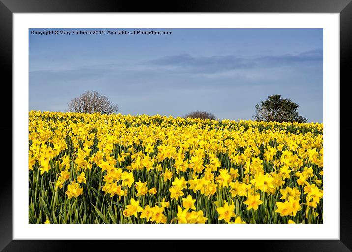  Daffodils Everywhere! Framed Mounted Print by Mary Fletcher