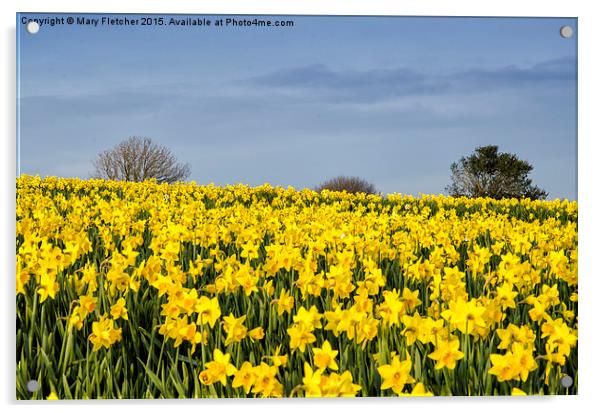  Daffodils Everywhere! Acrylic by Mary Fletcher