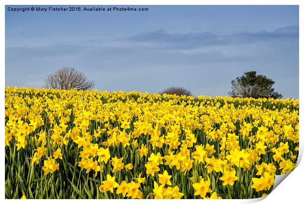  Daffodils Everywhere! Print by Mary Fletcher