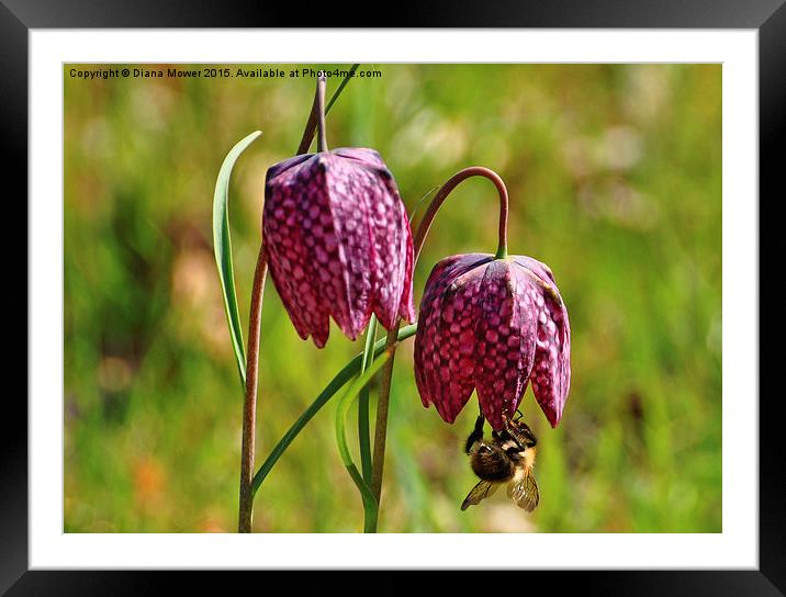  Bee on Snakes head fritillary  Framed Mounted Print by Diana Mower