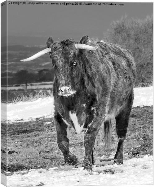  Bully The Bull On A Mission Canvas Print by Linsey Williams