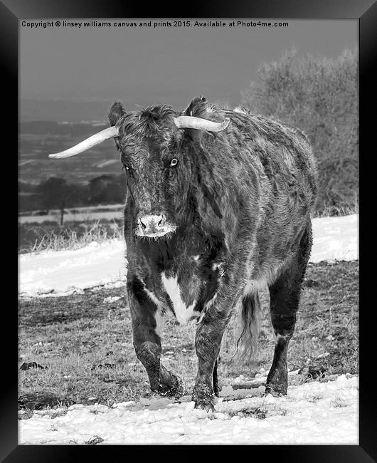 Bully The Bull On A Mission Framed Print by Linsey Williams