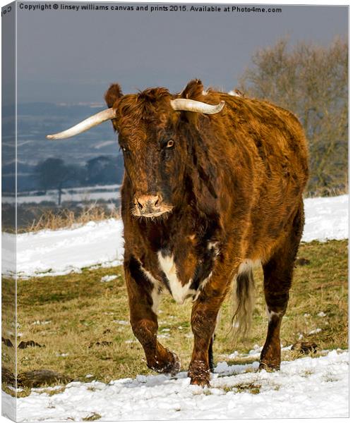  Bully The Bull On A Mission 2 Canvas Print by Linsey Williams