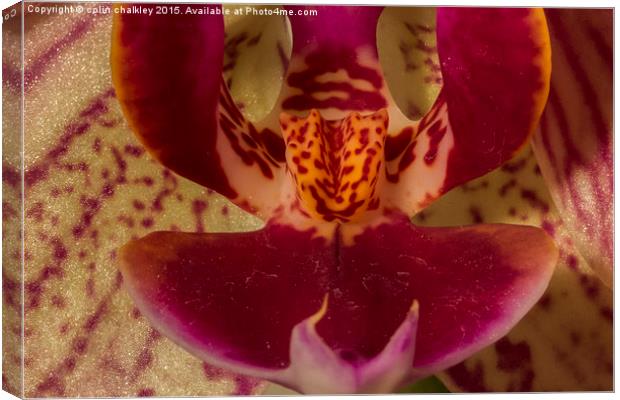  Moth Orchid Canvas Print by colin chalkley