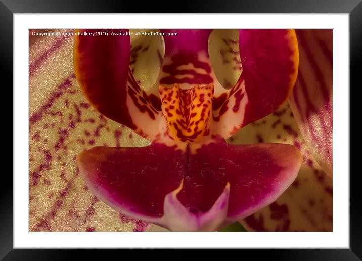  Moth Orchid Framed Mounted Print by colin chalkley