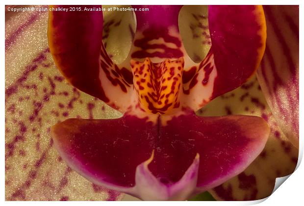  Moth Orchid Print by colin chalkley