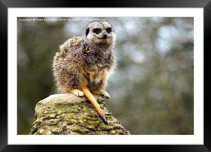  Did You Say Something ? Framed Mounted Print by Peter Farrington