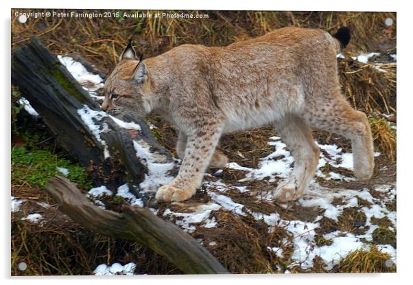  Lynx On The Prowl Acrylic by Peter Farrington
