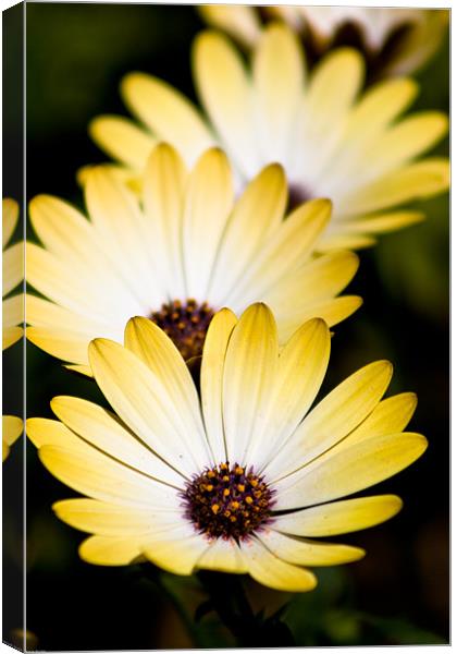 Flowers Canvas Print by Kevin Baxter