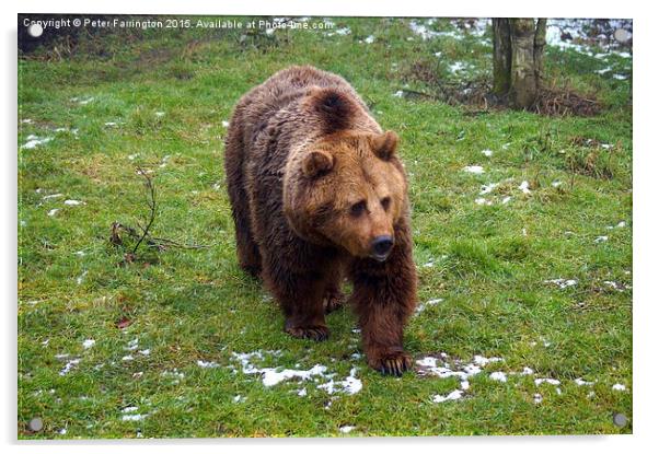  The European Brown Bear Acrylic by Peter Farrington