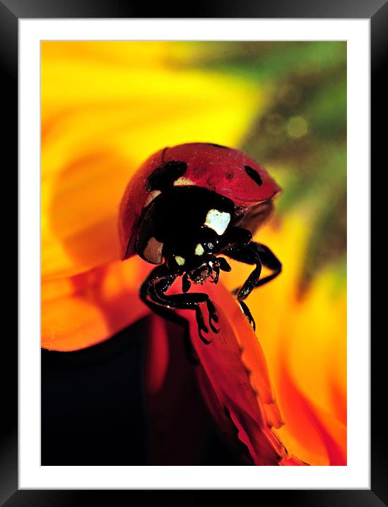 Ladybug Framed Mounted Print by Aziz Saltik