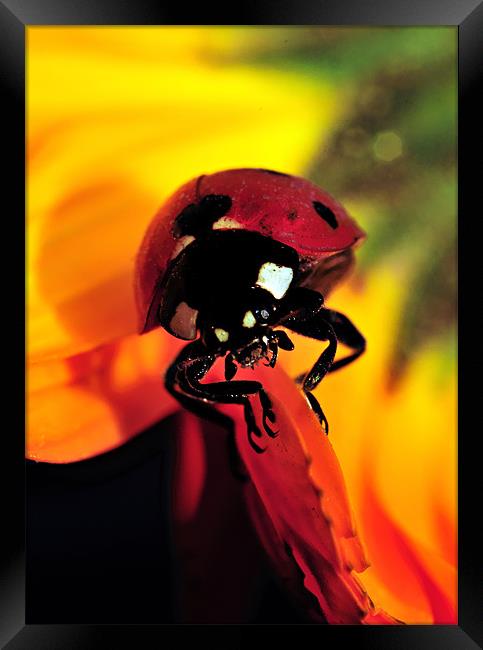 Ladybug Framed Print by Aziz Saltik