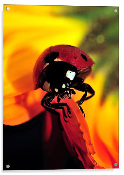 Ladybug Acrylic by Aziz Saltik
