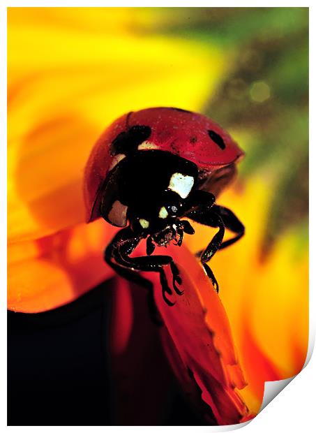 Ladybug Print by Aziz Saltik