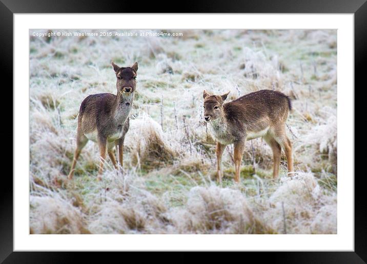 baby deer, first frost Framed Mounted Print by Kish Woolmore