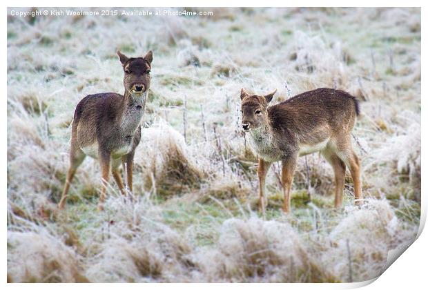  baby deer, first frost Print by Kish Woolmore