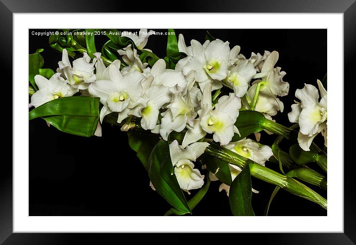 An Array of White Orchids Framed Mounted Print by colin chalkley
