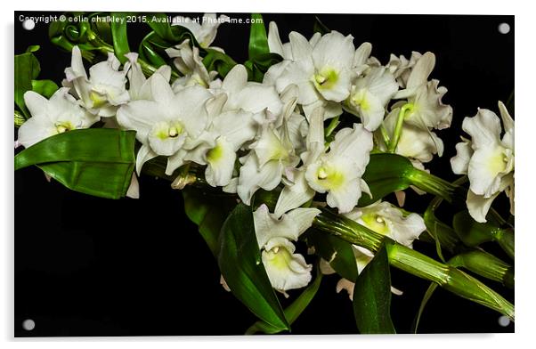 An Array of White Orchids Acrylic by colin chalkley
