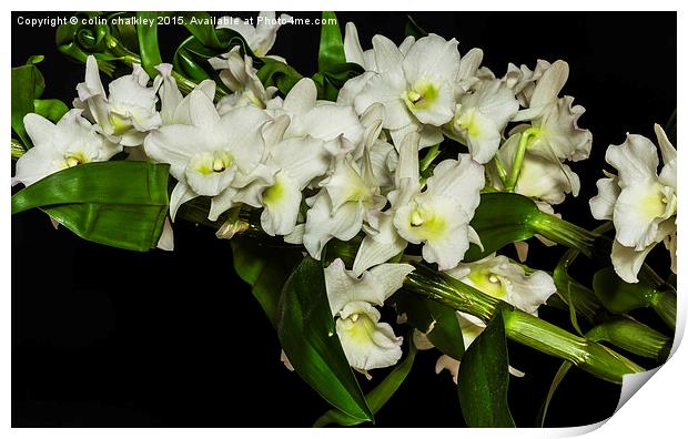  An Array of White Orchids Print by colin chalkley